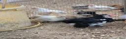 Chickens poultry for sale: Pekin bantam female growers/day old chicks  - Advert 3