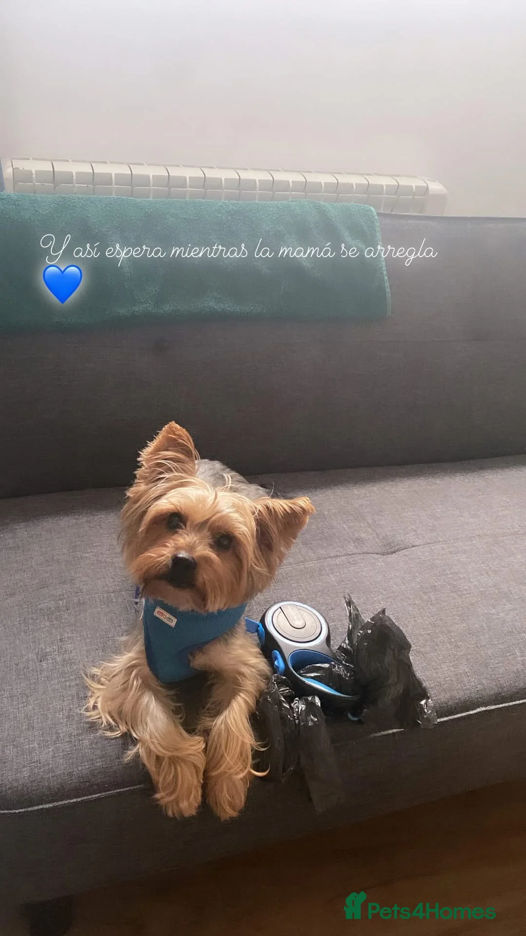 Yorkshire Terrier dogs for sale: Lovely Angels boys in Guildford - Advert 7