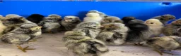 Chickens poultry for sale: Polish Bantam Chicks & Eggs - Frizzle & Smooth - Advert 4