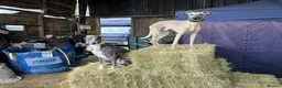 Whippet dogs for sale: Stunning KC registered whippet puppies  - Advert 8