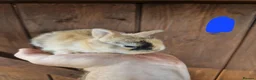 Mixed Breed rabbits for sale: Very tame baby rabbits  - Advert 1