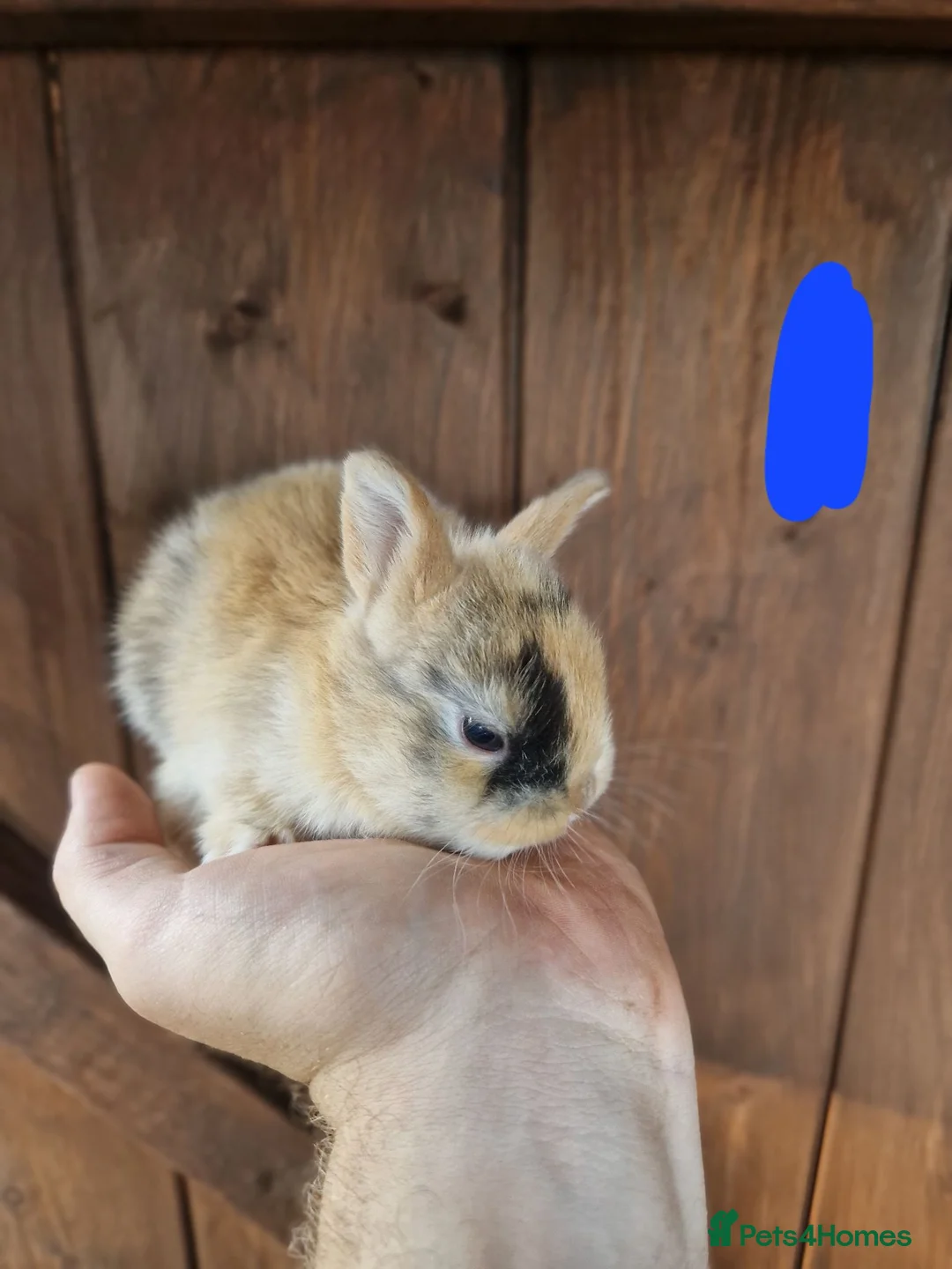 Mixed Breed rabbits for sale: Very tame baby rabbits  - Advert 1
