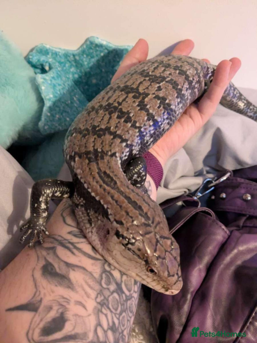 Skink reptiles for sale: Blue tongue skink  - Image 3