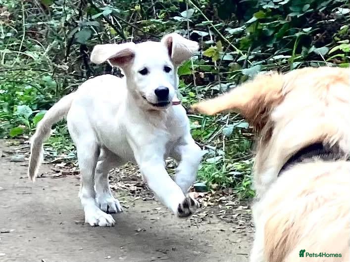 Golden Retriever dogs Klaus - Advert 2