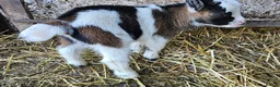 Goats livestock for sale: 2 female baby pygmy goats - Advert 4