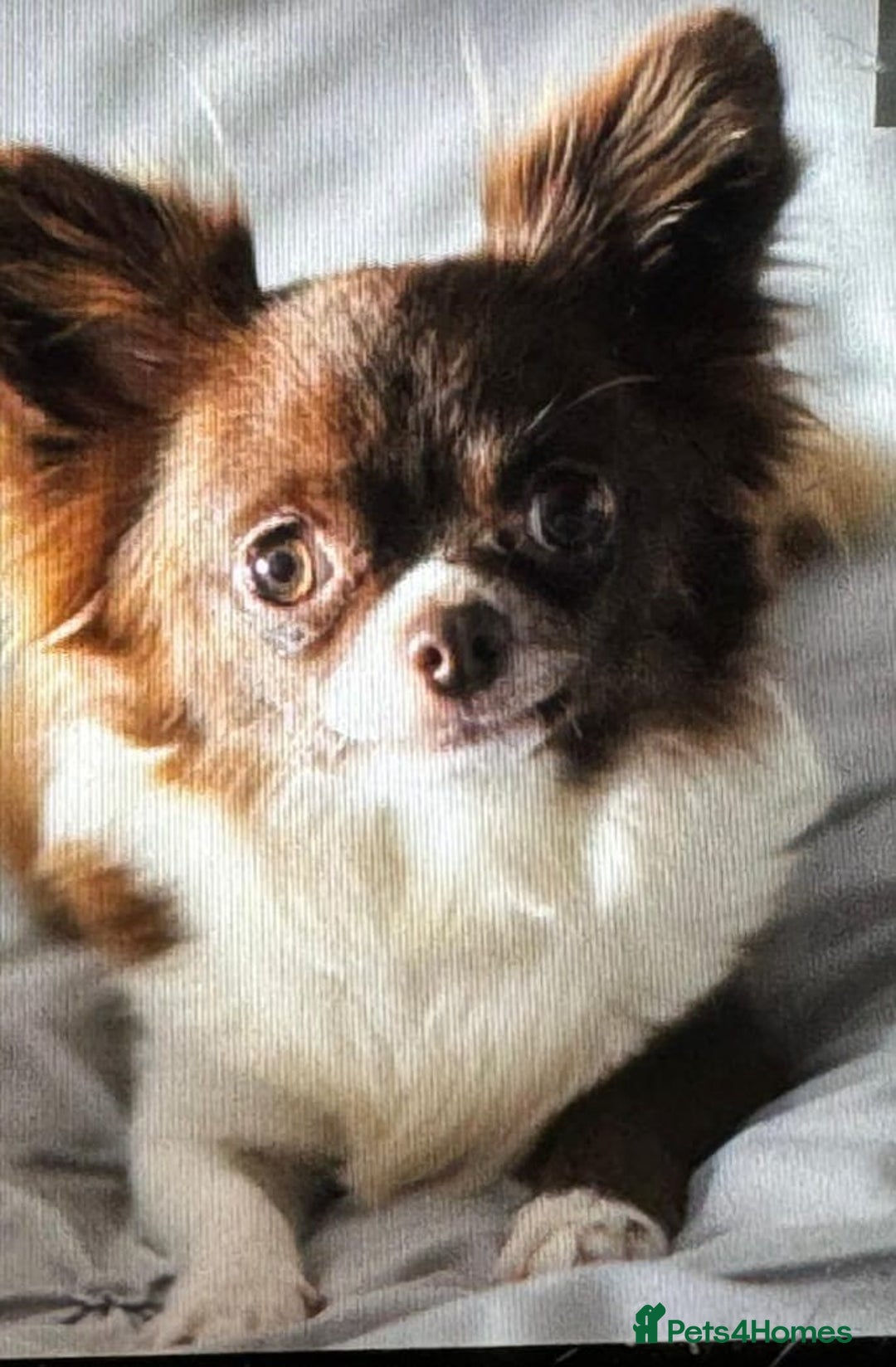 Chihuahua dogs for sale: Beautiful chihuahua babies - Advert 9