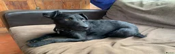 Mixed Breed dogs for adoption: 💙🐶 JAKE -LOVING 2 yo PATTERDALE CROSS BOY in Telford - Advert 20