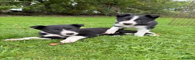 Border Collie 3