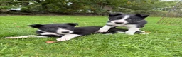 Border Collie dogs for sale: Collie pups available - Advert 3