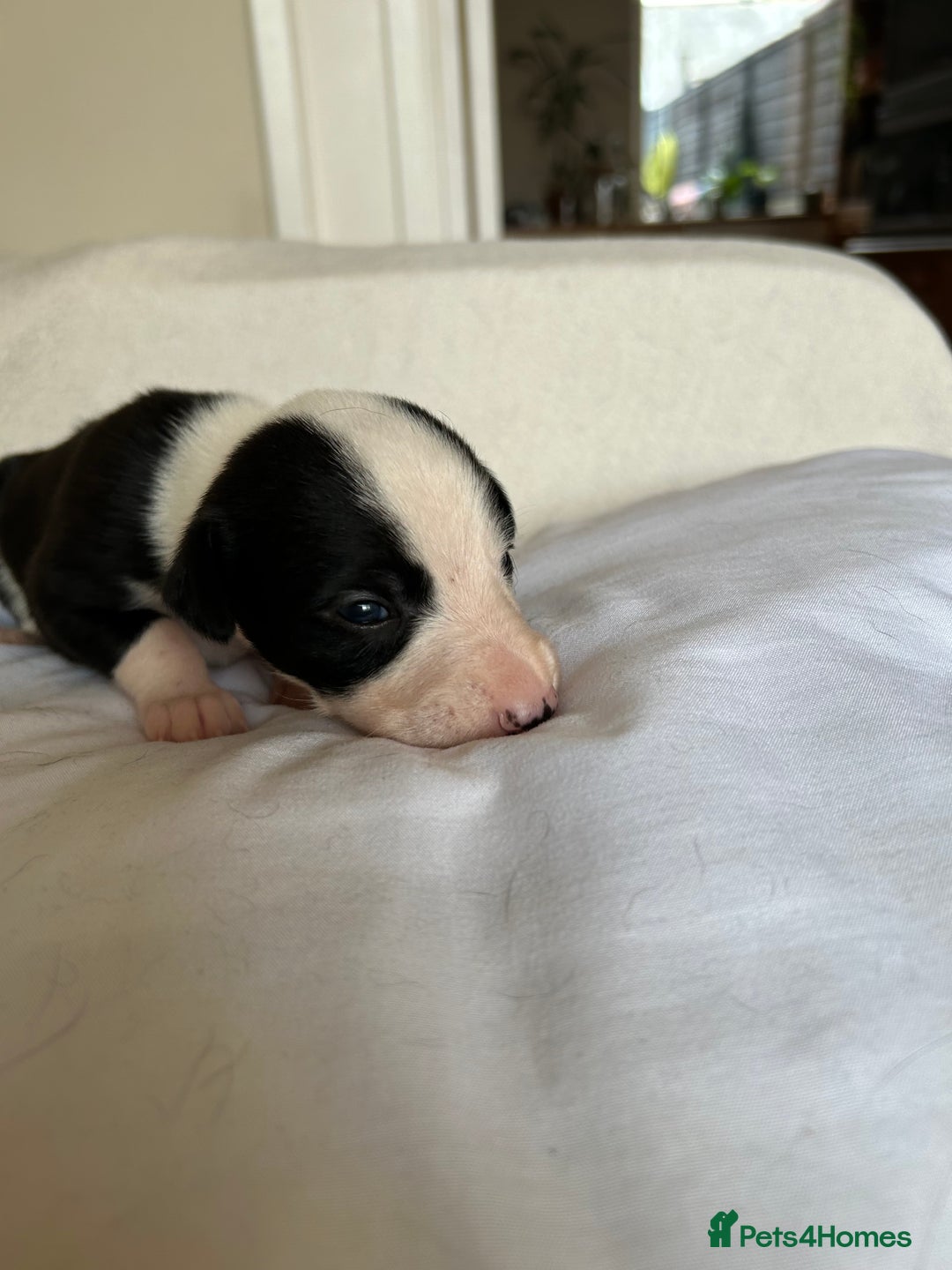 Whippet dogs for sale: Whippet/bedlington + whippet/collie - Image 12