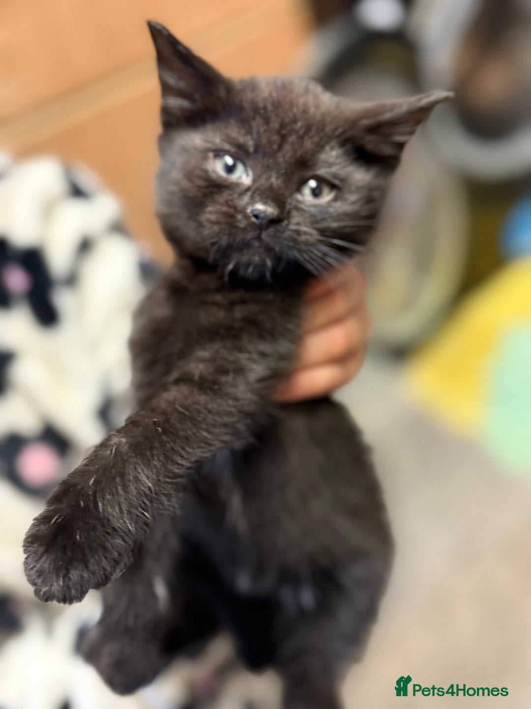 Mixed Breed cats for sale: THREE BLACK KITTENS AVAILABLE  - Image 11