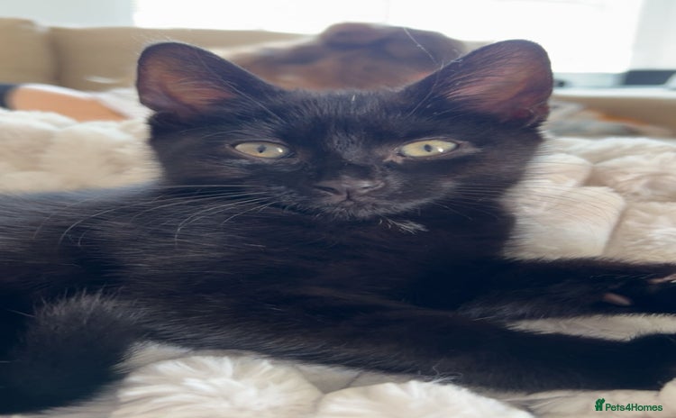 British Shorthair cats - Advert 3