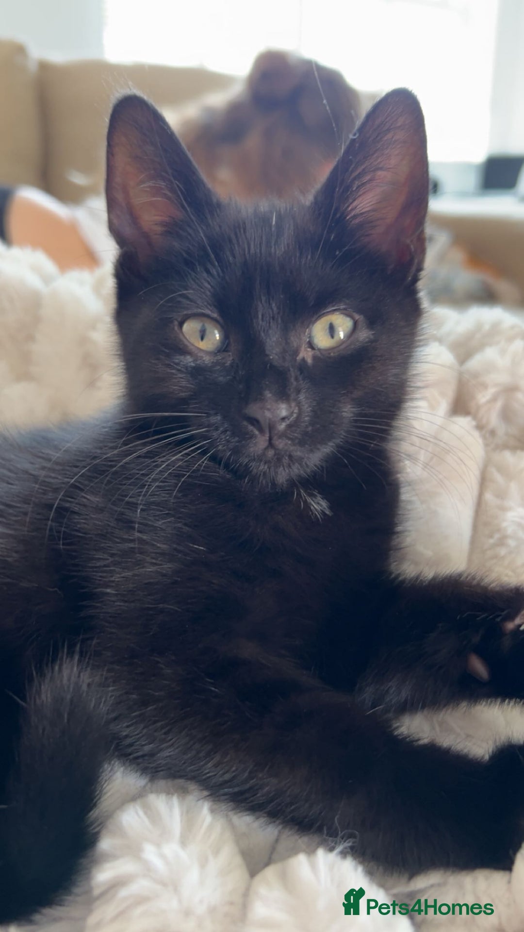 British Shorthair cats for sale: Black kitten  - Image 1