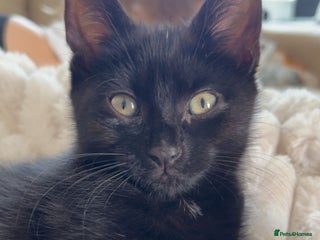 British Shorthair cats - Advert 5