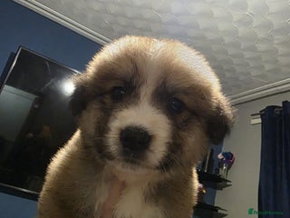 Mixed Breed dogs - Advert 28