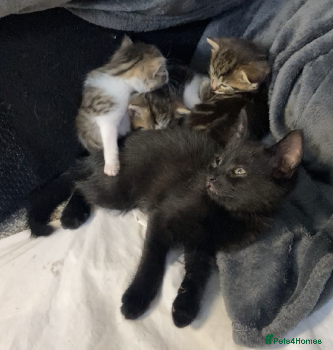 European cats for sale: Four Gorgeous Kittens Looking for Forever Homes - Image 18
