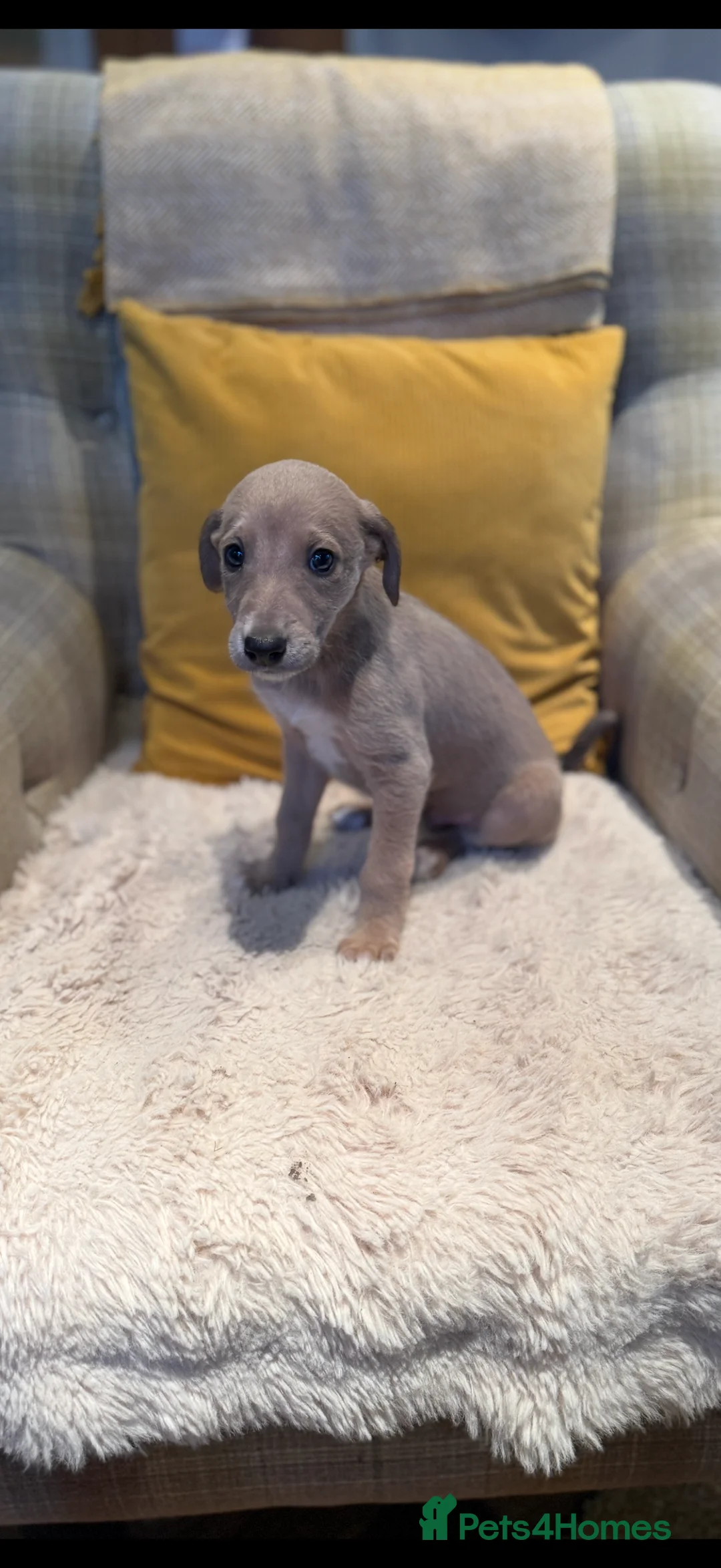 Mixed Breed dogs for sale: Bedlington/Whippet/Lurcher puppies - Advert 4