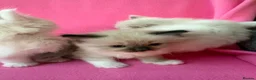 Ragdoll cats for sale: 5 Beautiful Fluffy Ragdoll Kittens  - Advert 17