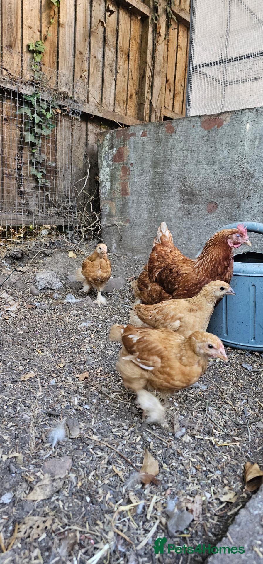 Chickens poultry Hybrid Chicks For Sale - Advert 2