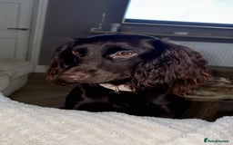 Cocker Spaniel dogs for sale: Cocker spaniel  - Advert 9