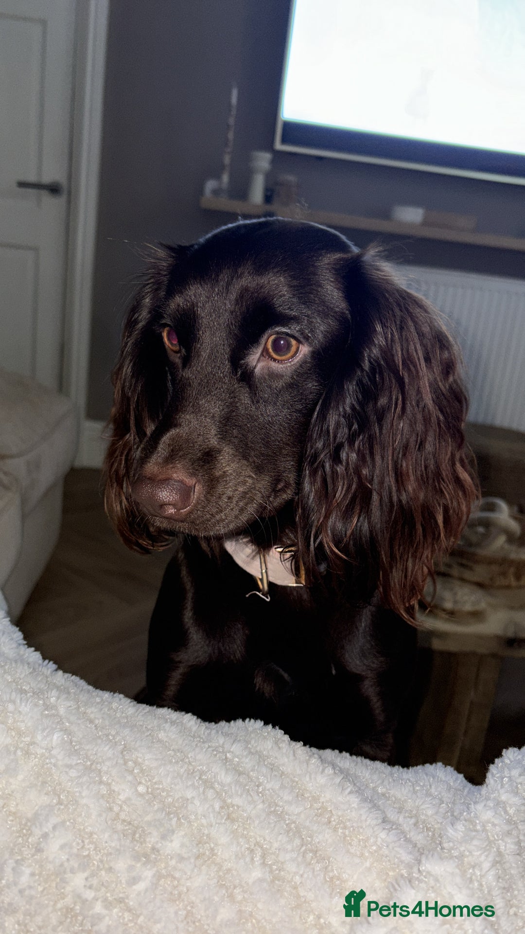 Cocker Spaniel dogs for sale: Cocker spaniel  - Advert 9