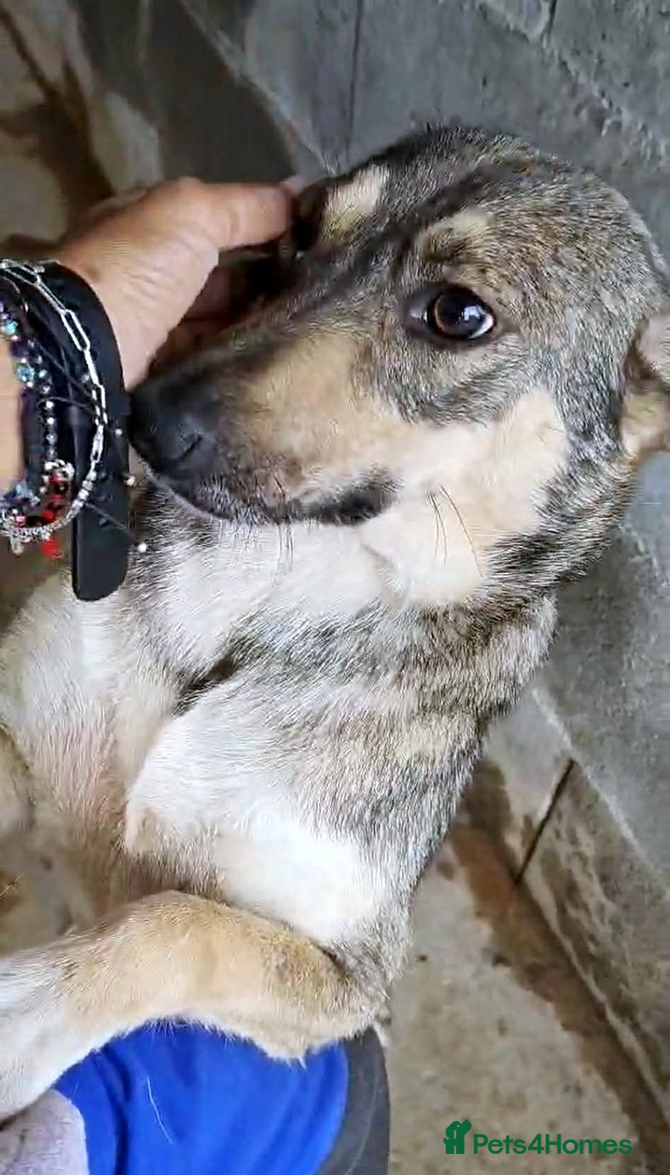 Mixed Breed dogs Pippa – A Truly Special Little Soul 💛 - Advert 16