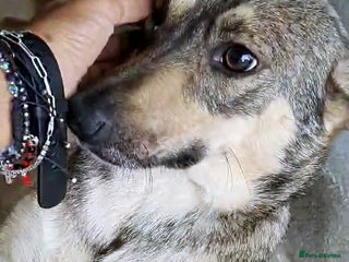 Mixed Breed dogs Pippa – A Truly Special Little Soul 💛 - Advert 8