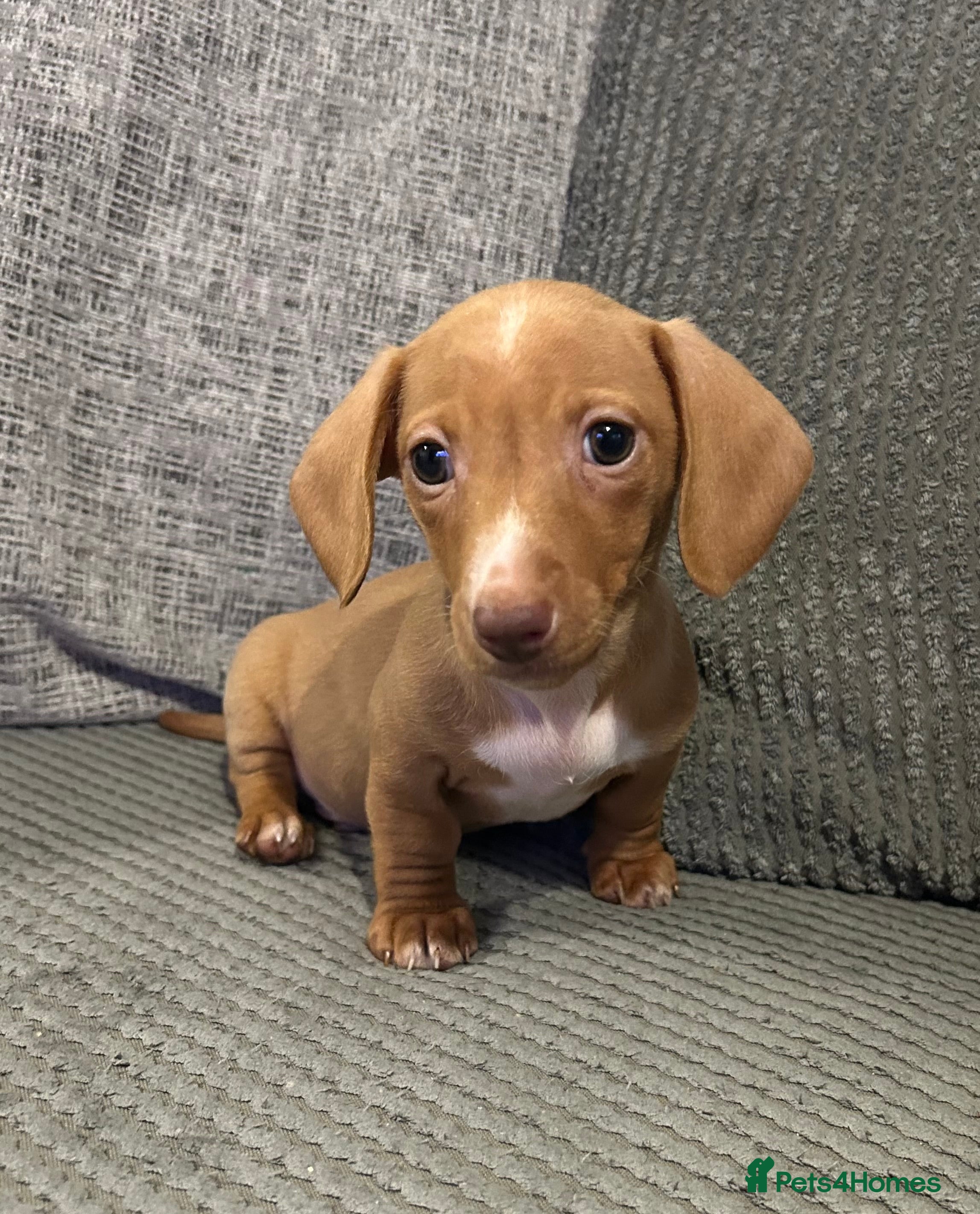 Miniature Dachshund dogs 1 boy left Ready to leave  - Advert 5