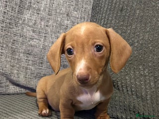 Miniature Dachshund dogs 1 boy left Ready to leave - Advert 9