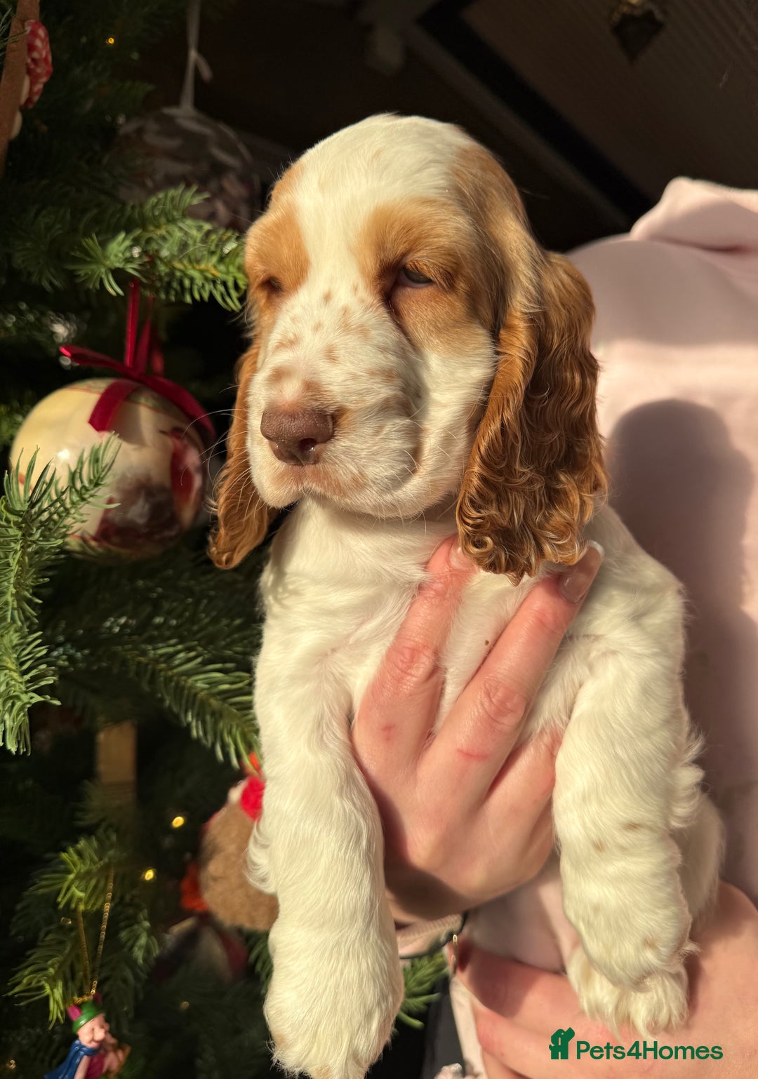 Cocker Spaniel dogs for sale: Stunning orange & white show cocker Girls  - Advert 7