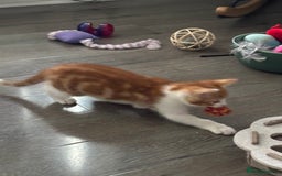 Mixed Breed cats for sale: 1 Gorgeous little boy left  - Image 7