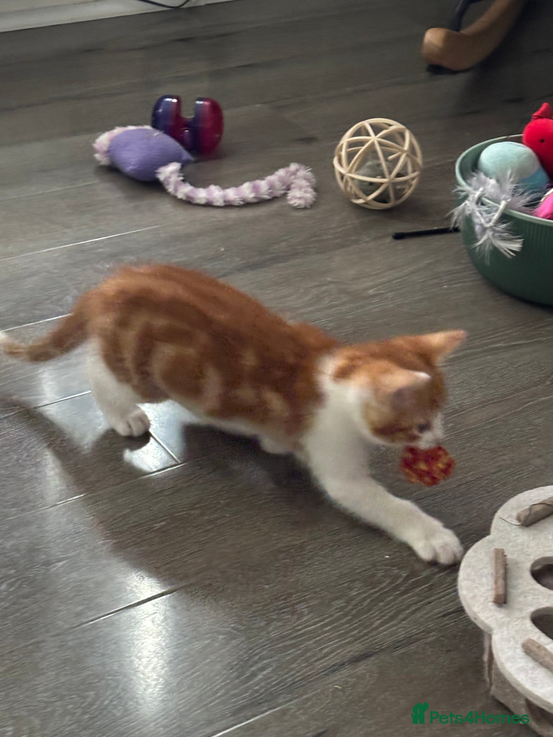 Mixed Breed cats for sale: 1 Gorgeous little boy left  - Image 7