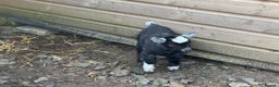 Goats livestock for sale: Pygmy goat wethering - Advert 3