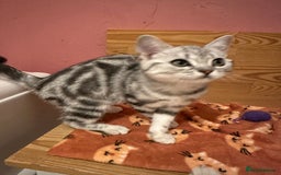 British Shorthair cats for sale: Silver Tabby BSH GCCF registered Kittens - Image 22