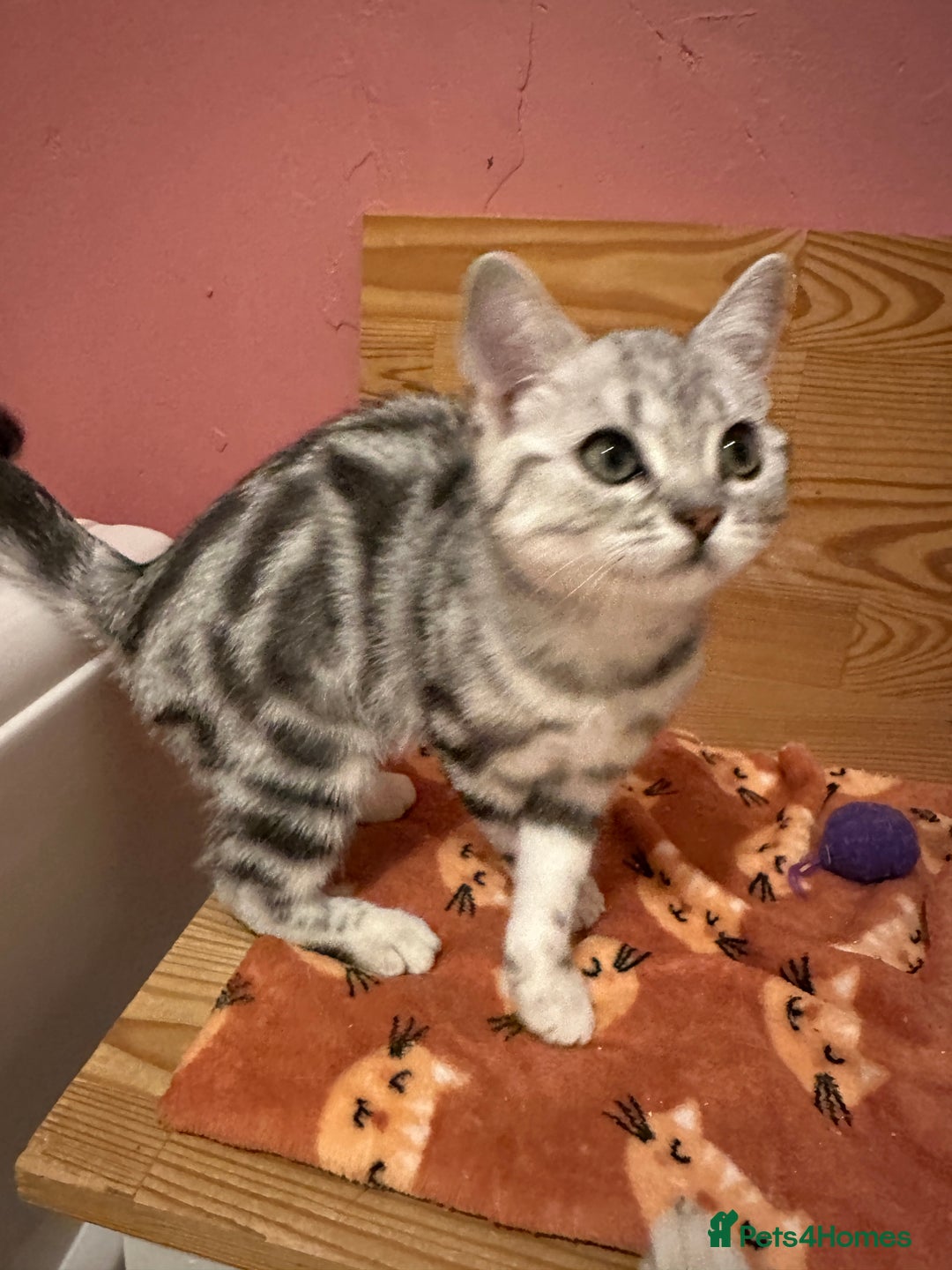 British Shorthair cats for sale: Silver Tabby BSH GCCF registered Kittens - Image 22