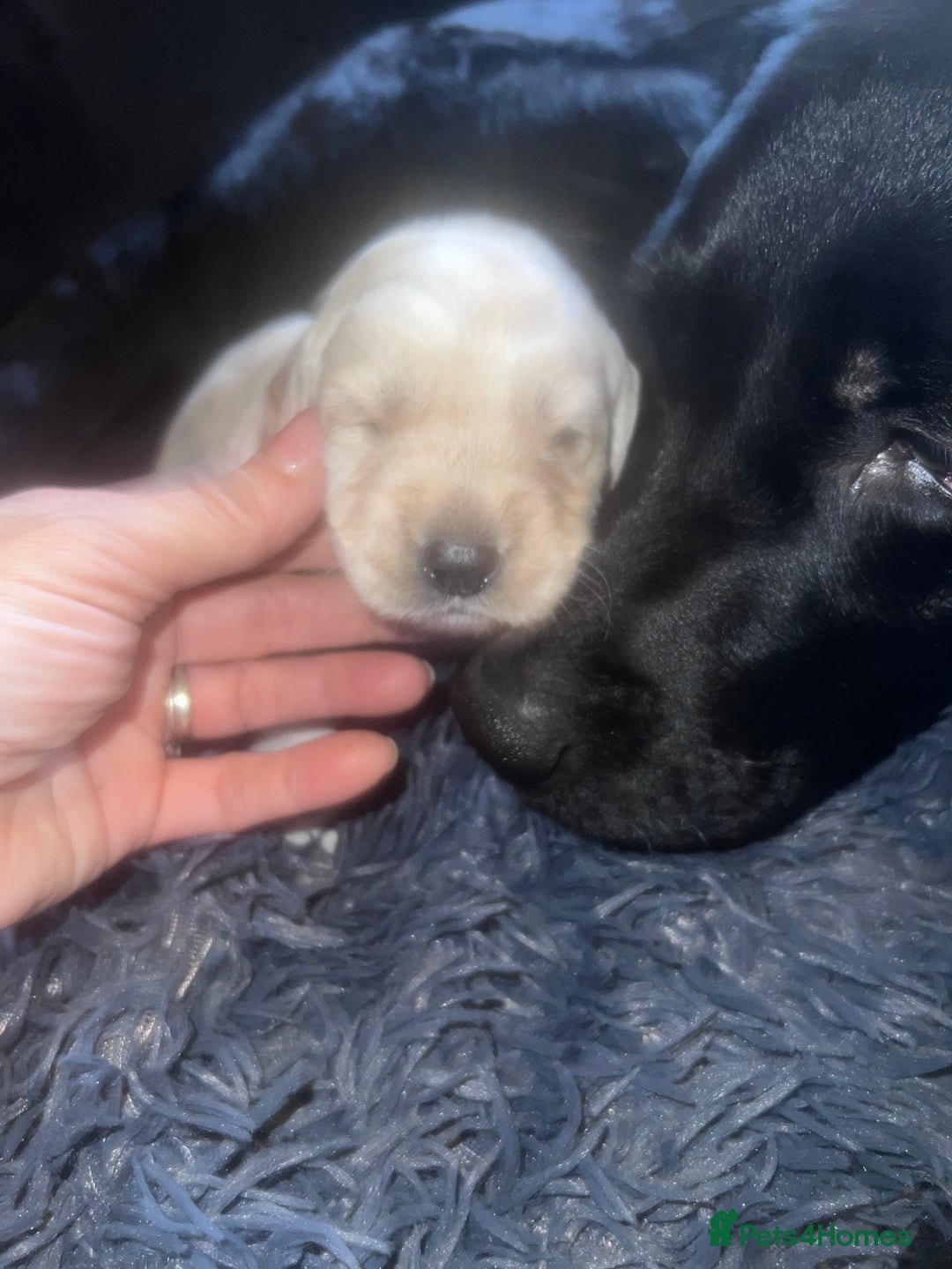 Mixed Breed dogs for sale: 9 BEAUTIFUL CHUNKY LABRADOR/COCKAPOO  - Image 7