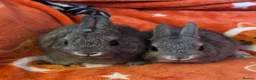 Netherland Dwarf rabbits for sale: Netherland dwarf babies - Advert 2