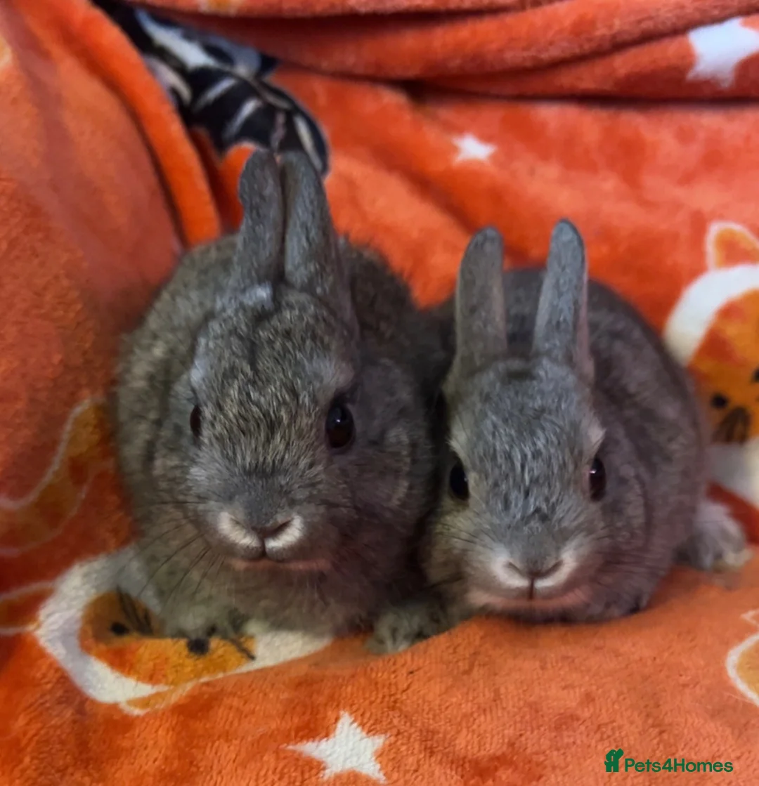 Netherland Dwarf rabbits for sale: Netherland dwarf babies - Advert 2