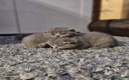 British Shorthair cats for sale: Beautiful British blue kittens  - Image 4