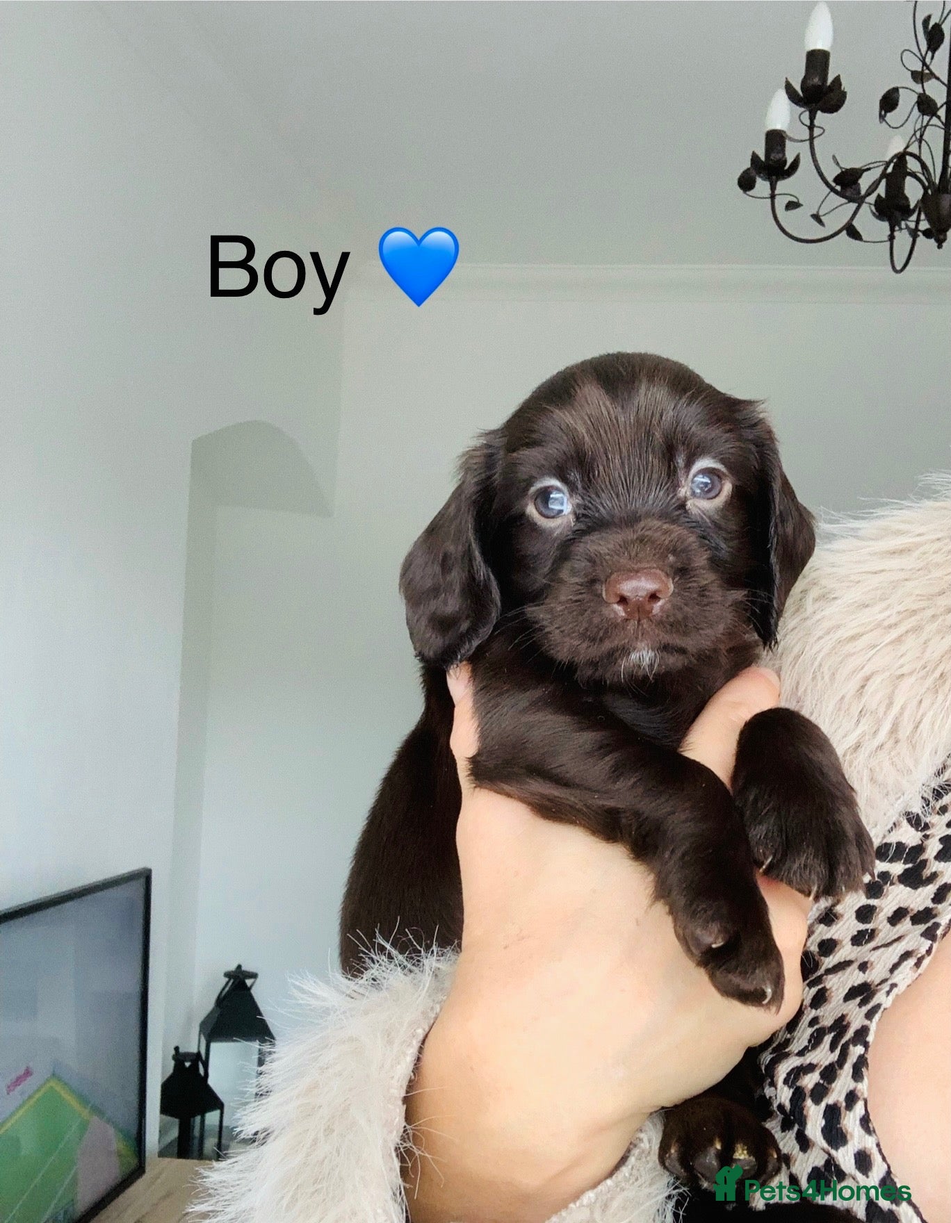 Sprocker dogs Beautiful sprockers ready in 3 weeks ❤️ - Advert 1