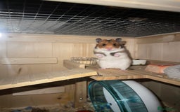 Hamster rodents for sale: Lovely hamster +set up - Image 2