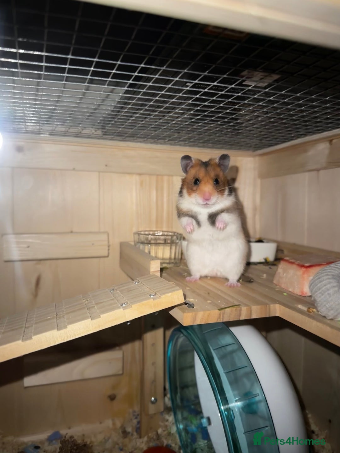 Hamster rodents for sale: Lovely hamster +set up - Image 2