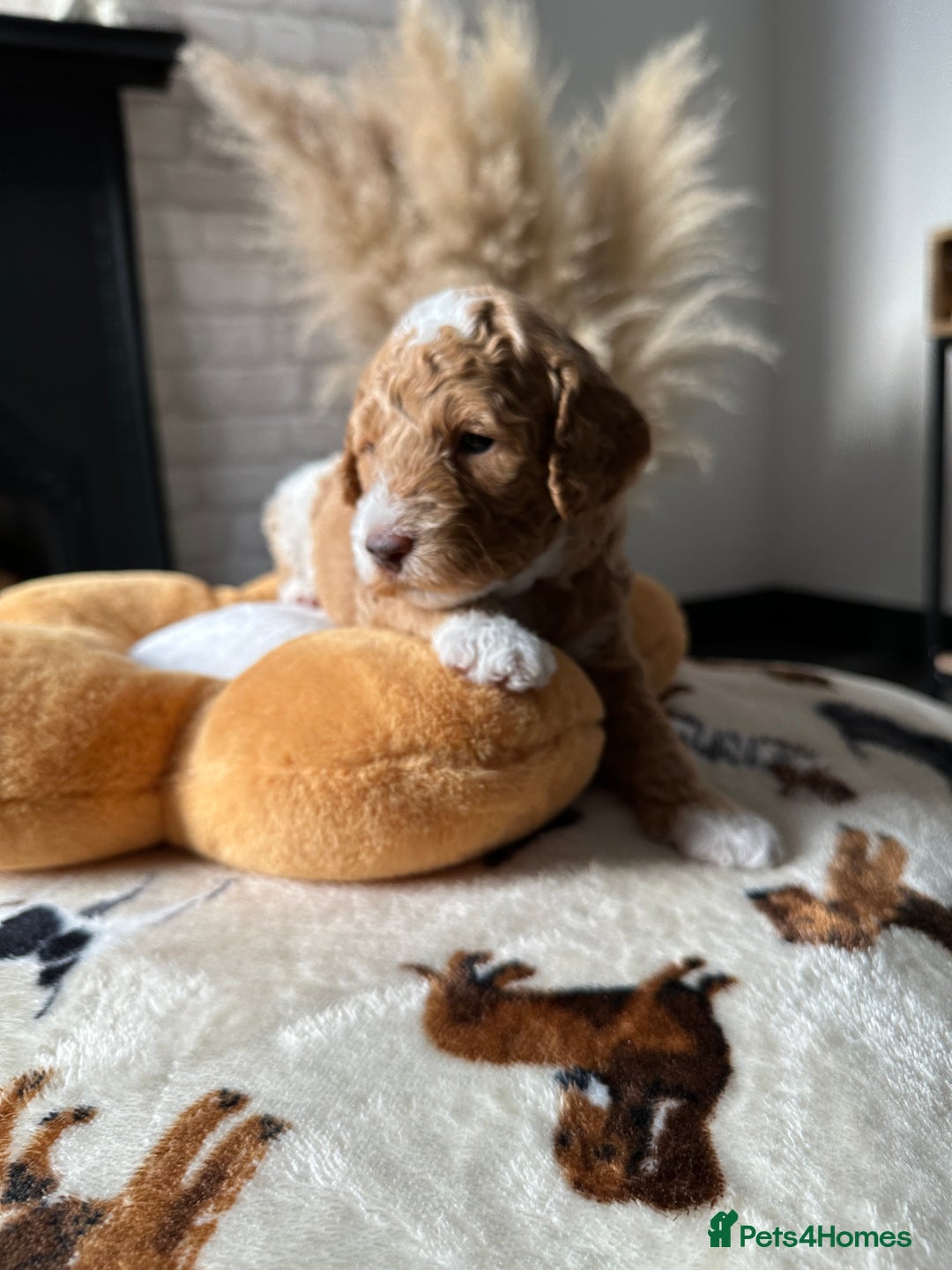 Cockapoo dogs for sale: Not Just Any Cockapoo Puppies – The Special Few - Image 29