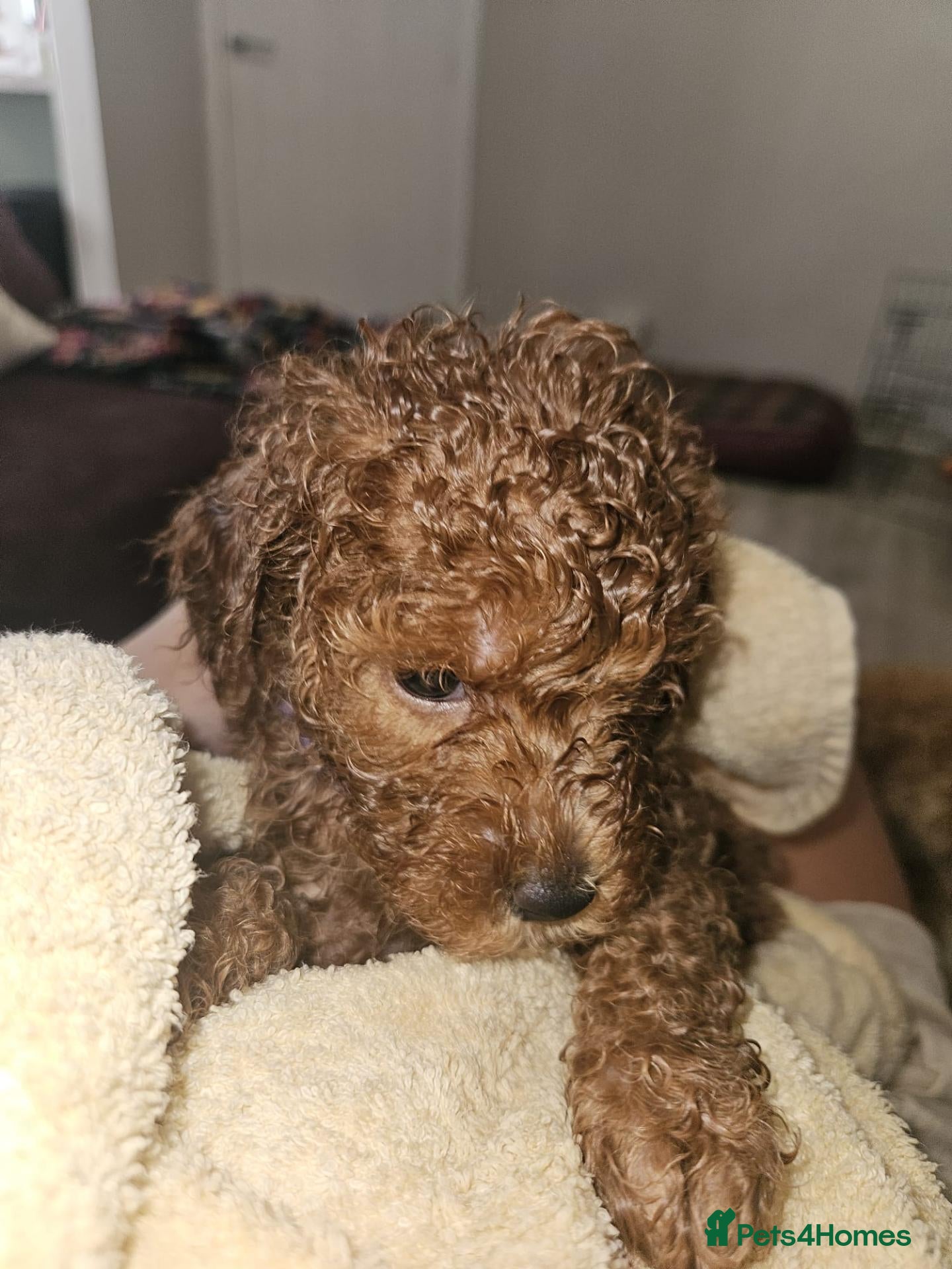Toy Poodle dogs Licensed breeder kc reg Girl available  - Advert 2