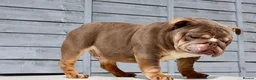 English Bulldog dogs for stud:  City’s Tiney true miniature English bulldog  - Advert 7