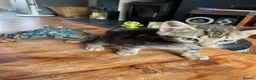 Domestic Shorthair cats for sale: Cute tabby and back and white kittens - Advert 9