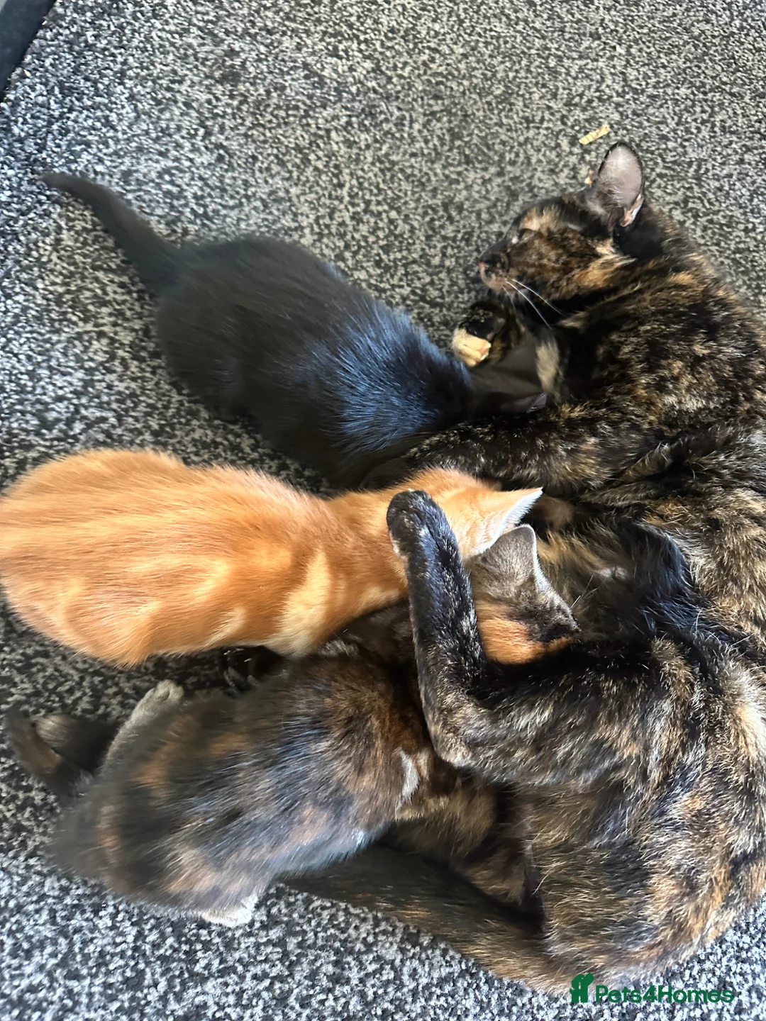 Mixed Breed cats for sale: Beautiful litter of kittens  - Advert 2