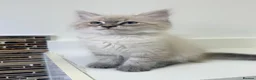 Siberian cats for sale: 🐾 Beautiful Neva Masquerade Boy  🐾 - Advert 3