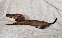 Dachshund dogs for sale: mini dachshund  - Image 9