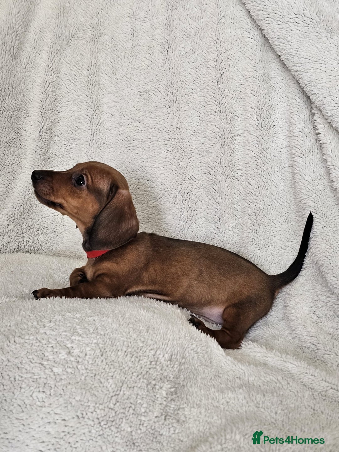 Dachshund dogs for sale: mini dachshund  - Image 9